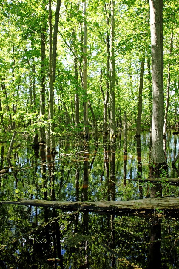 Wild Goose Woods Pond VII by Deb Oppermann